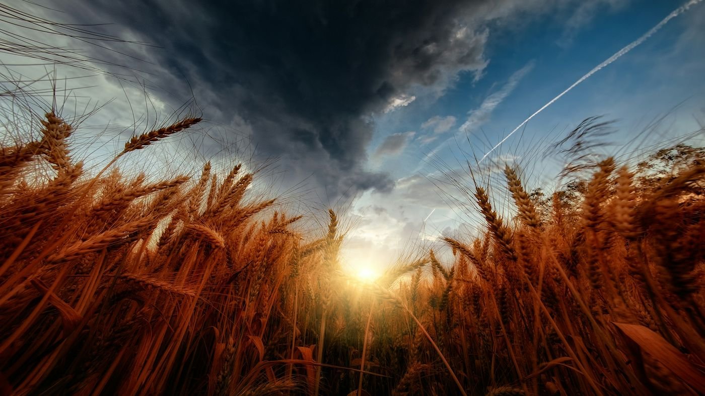Espigas de trigo sob um céu de tempestade